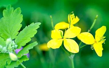 Verwendung von Celandine zum Entfernen von Warzen