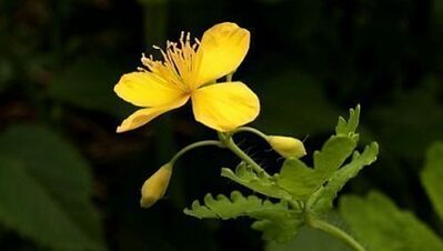 Warzen mit Celandine entfernen